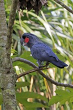 Palm Cockatoo (Probosciger aterrimus), Arabian Cockatoo, adult, on tree, perch, calling, Australia