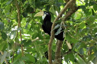 Papuan Hornbill (Rhyticeros plicatus), adult, female, on tree, alert, Southeast Asia