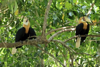 Papuan Hornbill (Rhyticeros plicatus), adult, male, two males, on tree, alert, Southeast Asia