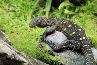 Papuan dragon (Varanus salvadorii), adult, foraging, on rocks, alert, New Guinea