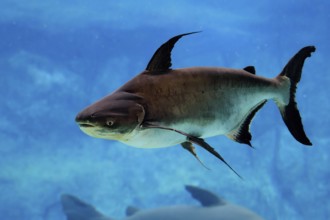 Mekong giant catfish (Pangasianodon gigas), adult, swimming, Southeast Asia