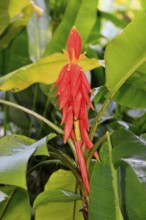 Musa coccinea, red dwarf banana, flower, Singapore, Southeast Asia