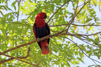 New Guinea noble parrot (Eclectus polychloros), adult, female, on tree, alert, New Guinea, Oceania