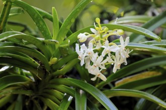 Orchid Vandachostylis Lou Sneary, blossoms, blooming, Singapore, Southeast Asia