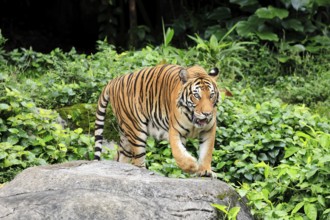 Malaysia tiger (Panthera tigris jacksoni), adult, running, stalking, vigilant, Malaysia, Southeast