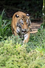 Malaysia tiger (Panthera tigris jacksoni), adult, running, stalking, vigilant, Malaysia, Southeast
