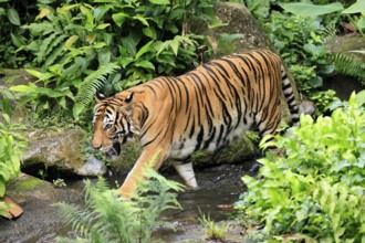 Malaysia tiger (Panthera tigris jacksoni), adult, running, in water, stream, vigilant, Malaysia,