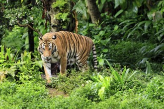 Malaysia tiger (Panthera tigris jacksoni), adult, running, stalking, vigilant, Malaysia, Southeast