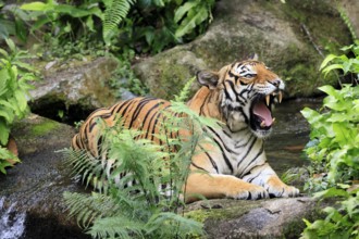 Malaysia tiger (Panthera tigris jacksoni), adult, portrait, sitting, yawning, Malaysia, Southeast