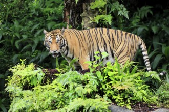 Malaysia tiger (Panthera tigris jacksoni), adult, alert, Malaysia, Southeast Asia