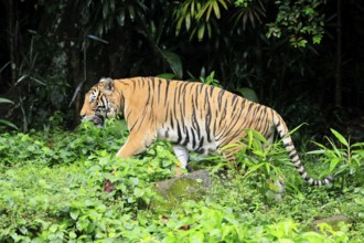 Malaysia tiger (Panthera tigris jacksoni), adult, running, stalking, vigilant, Malaysia, Southeast