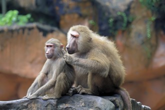 Mantled baboon (Papio hamadryas), two animals, grooming, sitting, on rocks, social behaviour