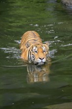 Malaysia tiger (Panthera tigris jacksoni), adult, in water, swimming, Malaysia, Southeast Asia