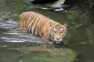 Malaysia tiger (Panthera tigris jacksoni), adult, in water, alert, Malaysia, Southeast Asia