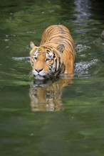 Malaysia tiger (Panthera tigris jacksoni), adult, in water, alert, Malaysia, Southeast Asia