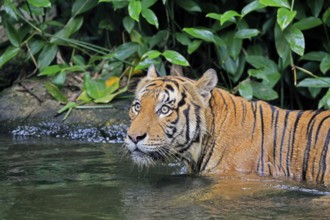 Malaysia tiger (Panthera tigris jacksoni), adult, in water, alert, portrait, Malaysia, Southeast