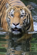 Malaysia tiger (Panthera tigris jacksoni), adult, in water, alert, Malaysia, Southeast Asia