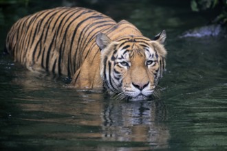 Malaysia tiger (Panthera tigris jacksoni), adult, in water, alert, Malaysia, Southeast Asia