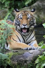 Malaysia tiger (Panthera tigris jacksoni), adult, portrait, rock, vigilant, Malaysia, Southeast