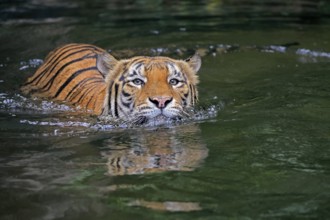 Malaysia tiger (Panthera tigris jacksoni), adult, in water, swimming, Malaysia, Southeast Asia