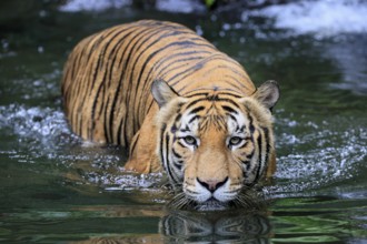 Malaysia tiger (Panthera tigris jacksoni), adult, in water, alert, Malaysia, Southeast Asia