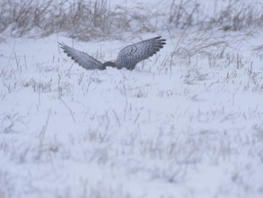 Male Common Kestrel (Falco tinnunculus) hunting in the snow, Berlin, Germany