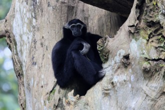 Crested gibbon (Hylobates pileatus), adult, male, sitting on tree, relaxed, Cambodia, Southeast
