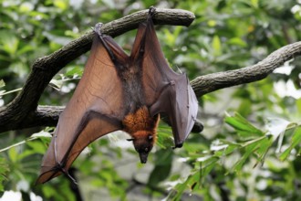 Kalong flying fox (Pteropus vampyrus), adult, in sleeping tree, during the day, alert, Singapore,