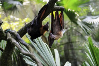 Kalong flying fox (Pteropus vampyrus), adult, two animals, in sleeping tree, during the day,