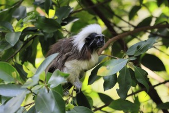 Liszt monkey (Saguinus oedipus), adult, in tree, alert, Colombia, South America