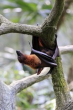 Kalong flying fox (Pteropus vampyrus), adult, climbing, in sleeping tree, during the day,