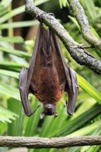 Kalong flying fox (Pteropus vampyrus), adult, resting, in sleeping tree, during the day, Singapore,