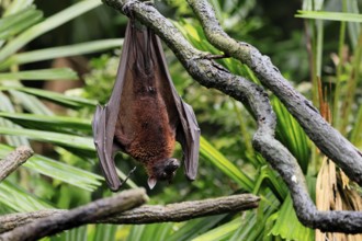 Kalong flying fox (Pteropus vampyrus), adult, resting, in sleeping tree, during the day, Singapore,
