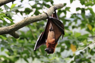 Kalong flying fox (Pteropus vampyrus), adult, male, resting, in sleeping tree, during the day,
