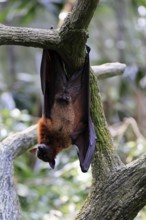 Kalong flying fox (Pteropus vampyrus), adult, male, resting, in sleeping tree, during the day,