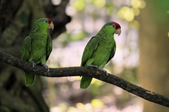 Green-cheeked Amazon (Amazona viridigenalis), adult, pair, on tree, social behaviour, Mexico, North
