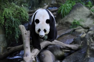 Giant Panda (Ailuropoda melanoleuca), adult, running, alert, China