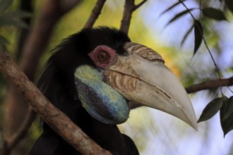 Furze Hornbill (Rhyticeros undulatus), adult, female, portrait, alert, Southeast Asia, Singapore