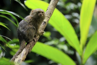 Yellow-bellied marmoset (Cebuella pygmaea), adult, on tree, alert, Amazonas, rainforest, South