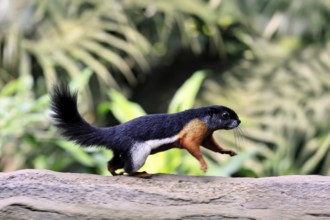 Finlayson's squirrel (Callosciurus finlaysonii), adult, on tree, foraging, jumping, Singapore,
