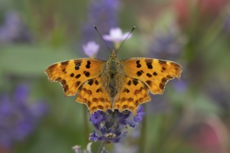 Comma butterfly (Polygonia c-album) adult insect feeding on a garden blue English lavender flowers