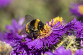 Garden bumblebee (Bombus hortorum) adult bee insect feeding on purple garden Aster plant flower in