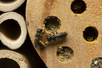 Orange vented mason bee (Osmia leaiana) two adult insects at a bee hotel box in summer, England,