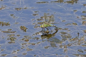 Emperor dragonfly (Anax imperator) adult female insect egg laying or ovipositioning on the water