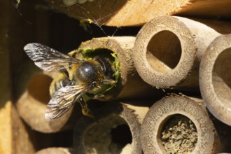 Leaf cutter bee (Megachile centuncularis) adult insect returning to a bee hotel box with leaves in