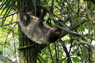 Linnaeus's two-toed sloth (Choloepus didactylus), Unau, adult, in tree, climbing, foraging,