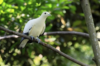 Magpie Fruit Dove (Ducula luctuosa), adult, alert, on tree, Southeast Asia, Singapore