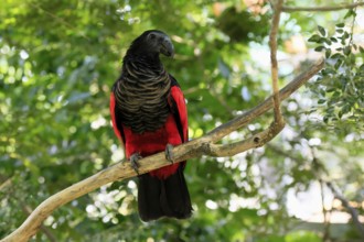 Bristle-headed Parrot (Psittrichas fulgidus), adult, on tree, alert, New Guinea, captive, Singapore