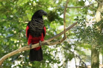 Bristle-headed Parrot (Psittrichas fulgidus), adult, on tree, spreading, wings, New Guinea,