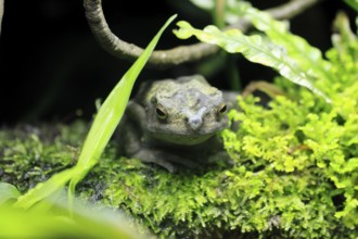 Tree toad (Rentapia hosii), adult, portrait, on land, Malay Peninsula, Southeast Asia, Singapore